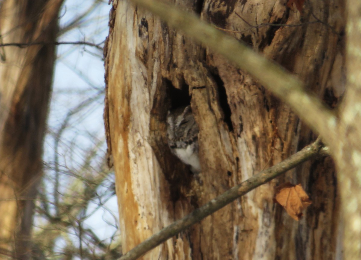 Eastern Screech-Owl - ML646526439