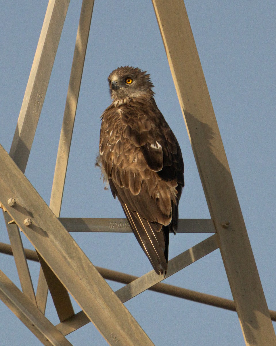 orlík krátkoprstý - ML646526446