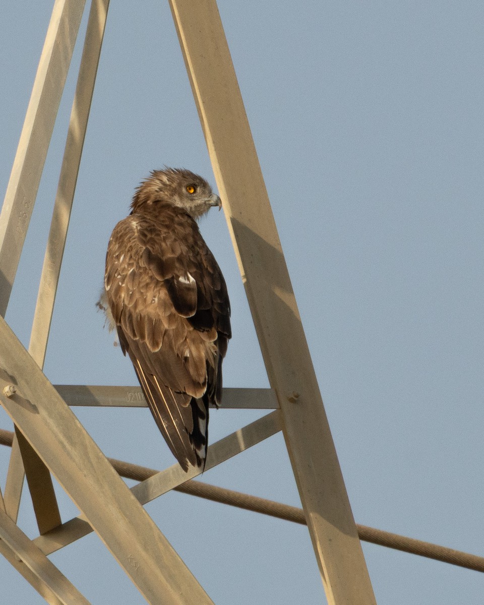 orlík krátkoprstý - ML646526447