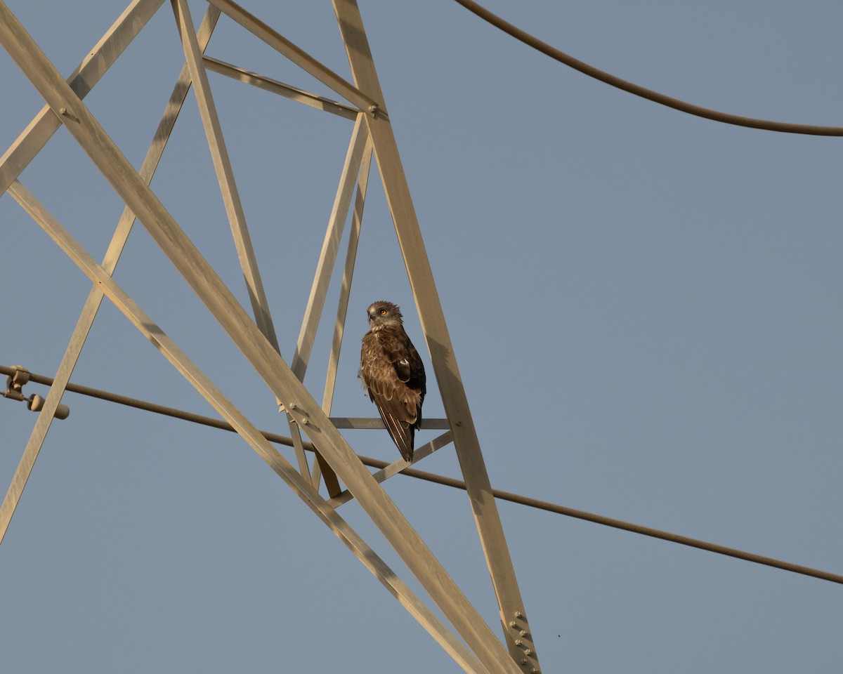 orlík krátkoprstý - ML646526448