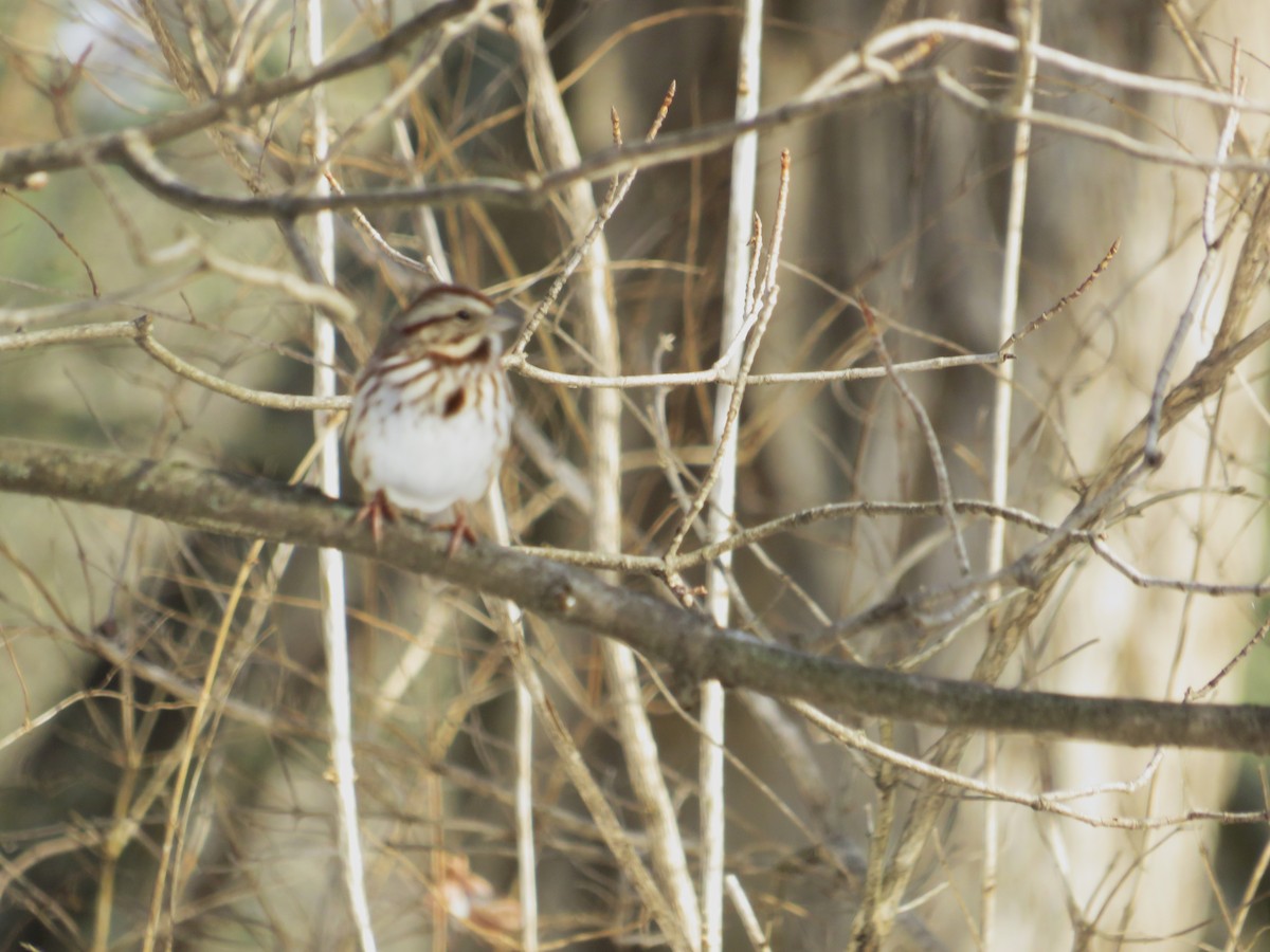 Song Sparrow - ML646526454