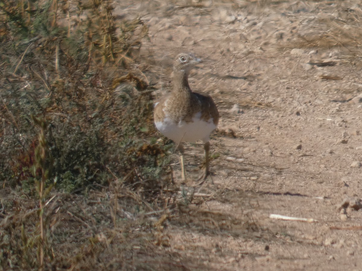 Little Bustard - ML646526455