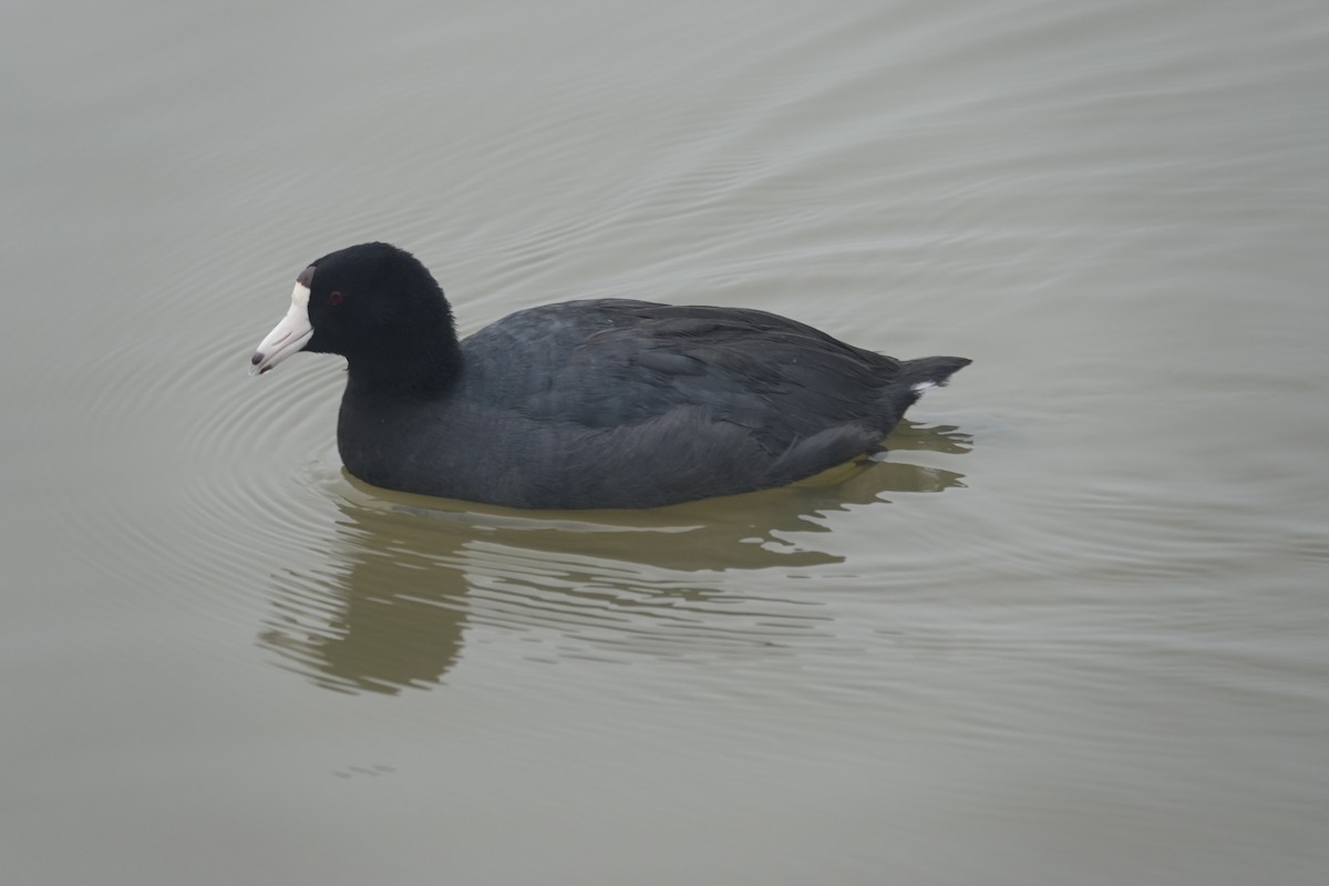 American Coot - ML646526456