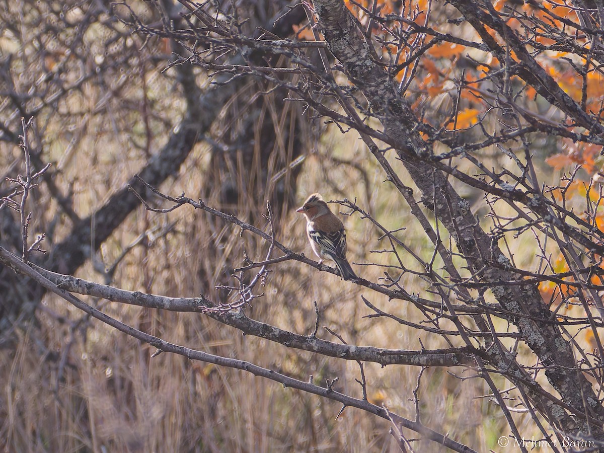 Зяблик - ML646526457