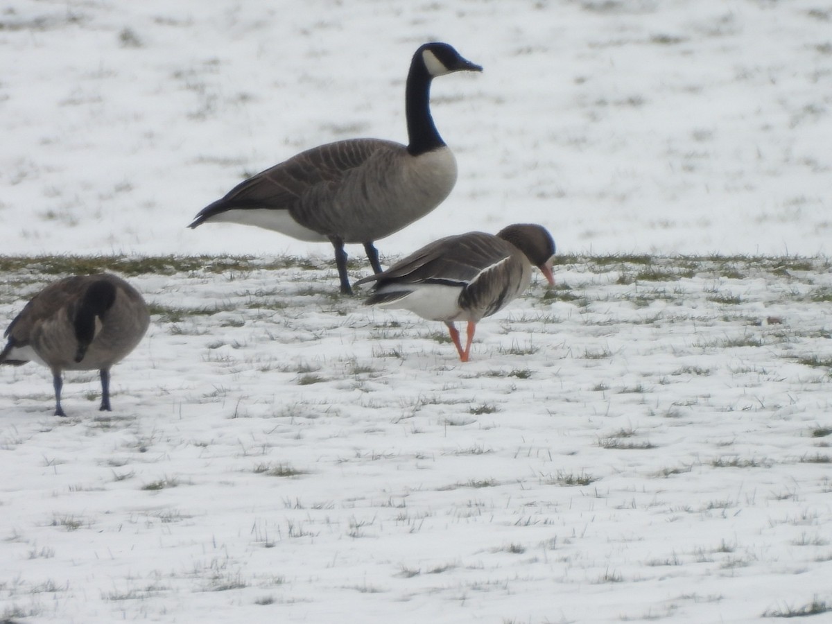 Greater White-fronted Goose - ML646526459