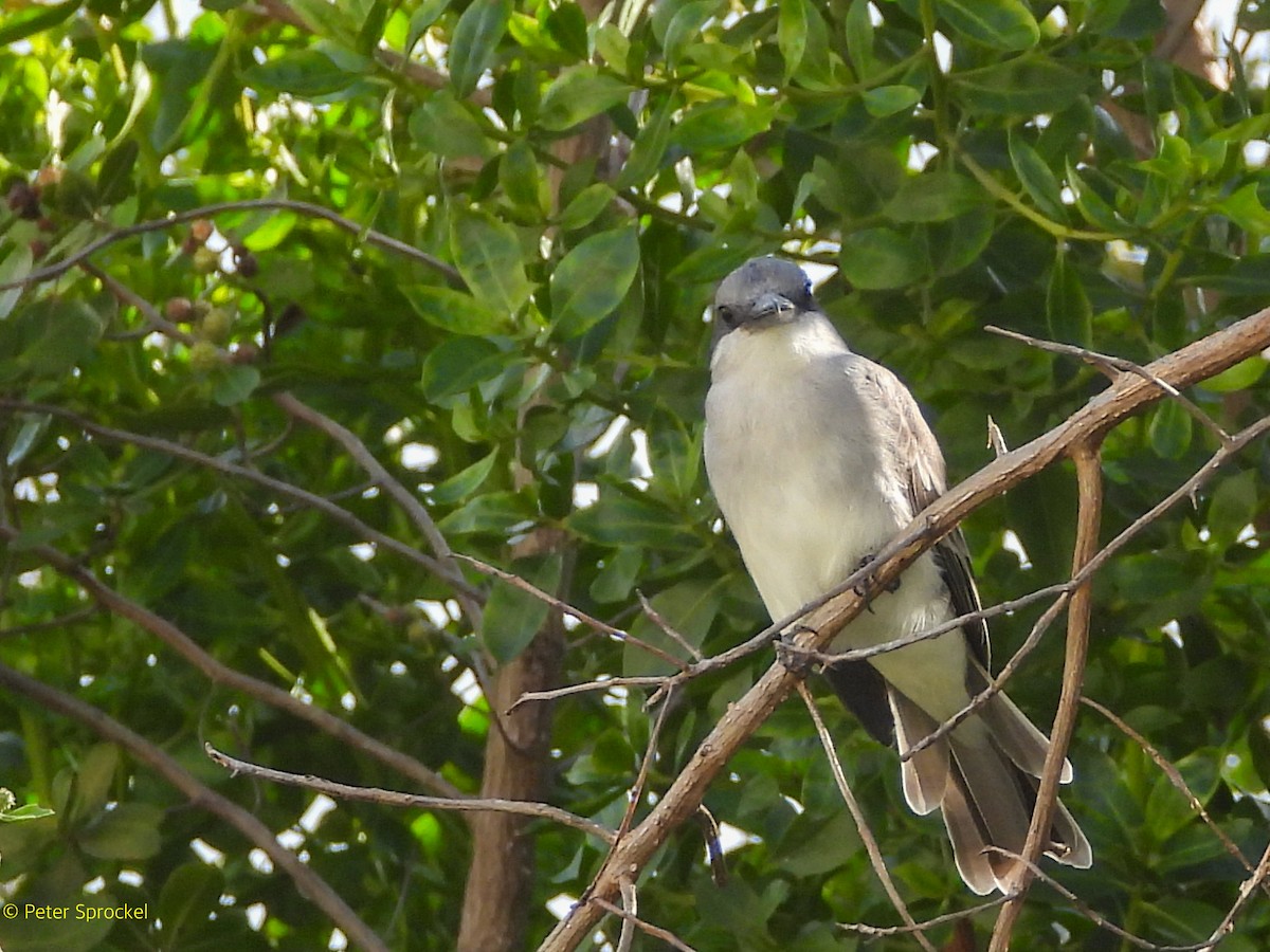 Karayip Tiranı - ML646526463