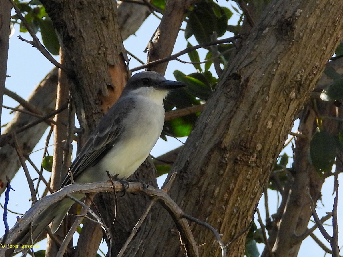 Karayip Tiranı - ML646526464