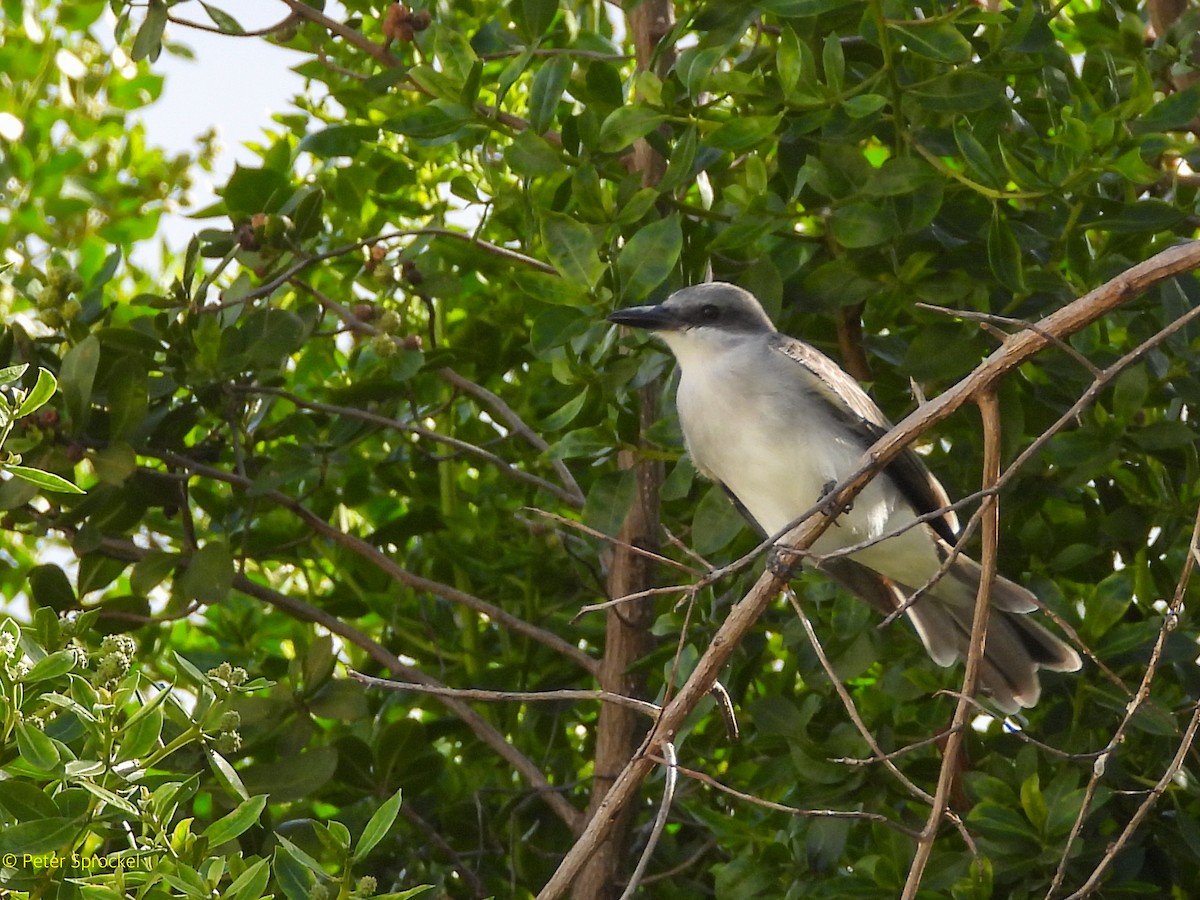 Karayip Tiranı - ML646526465