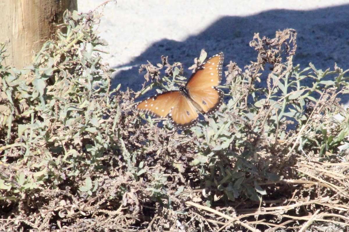 Animals - ML646526469