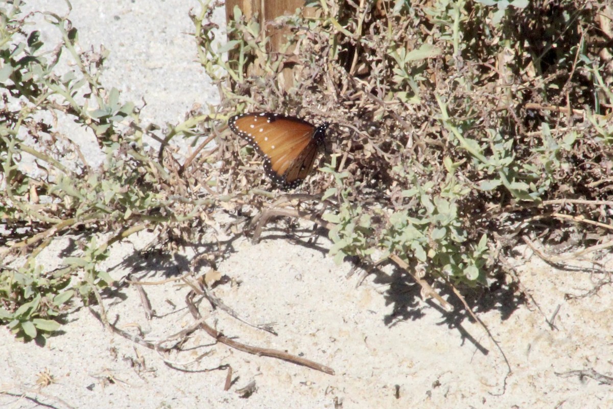 Animals - ML646526470