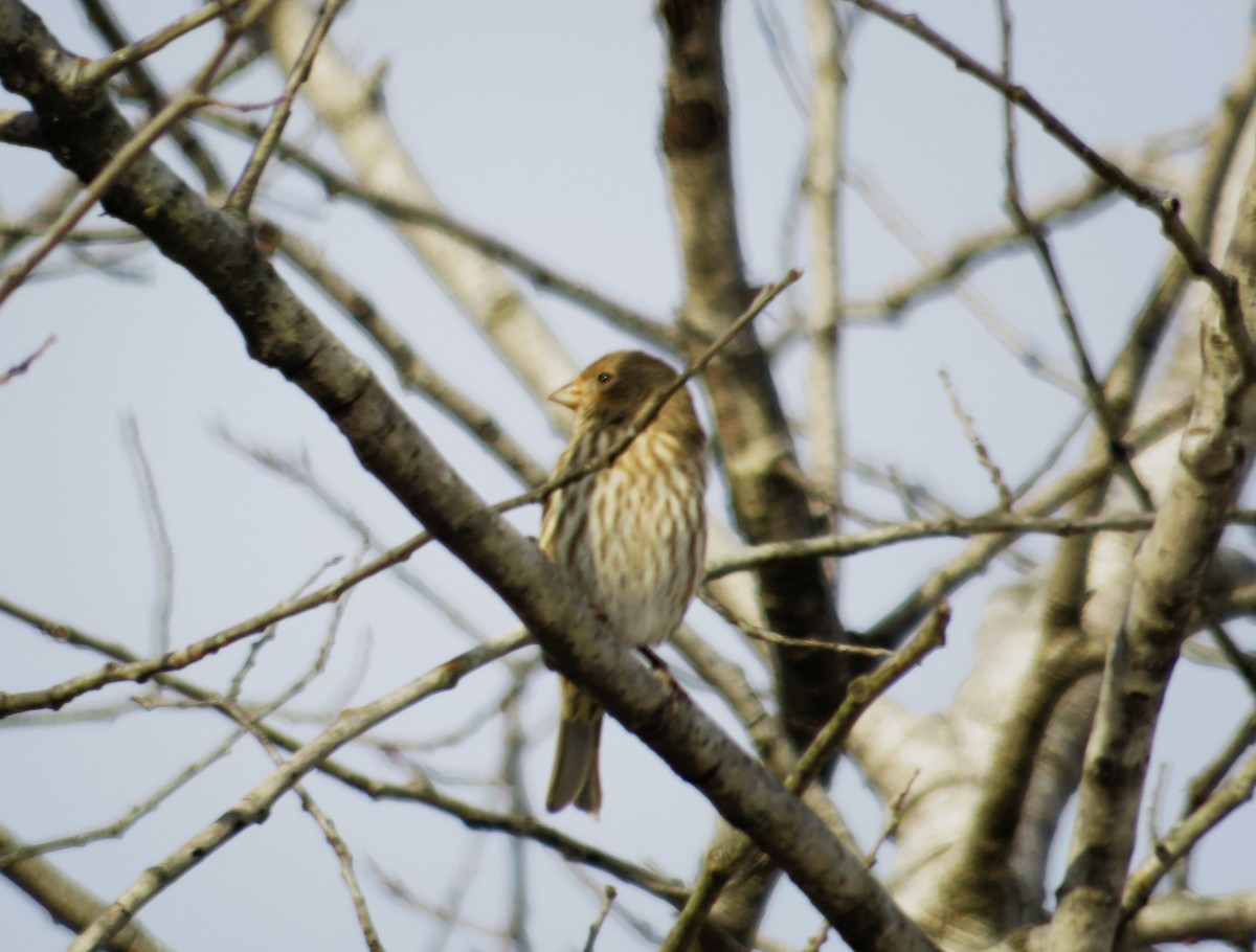 House Finch - ML646526472