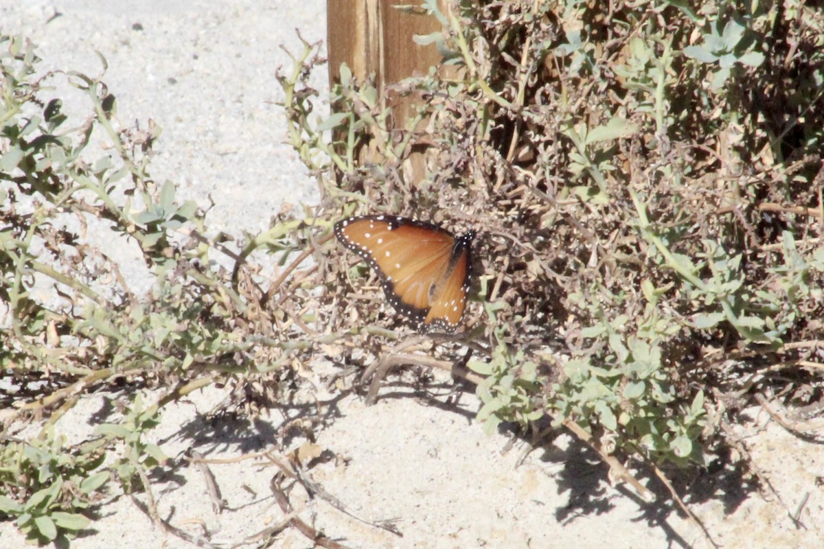 Animals - ML646526473