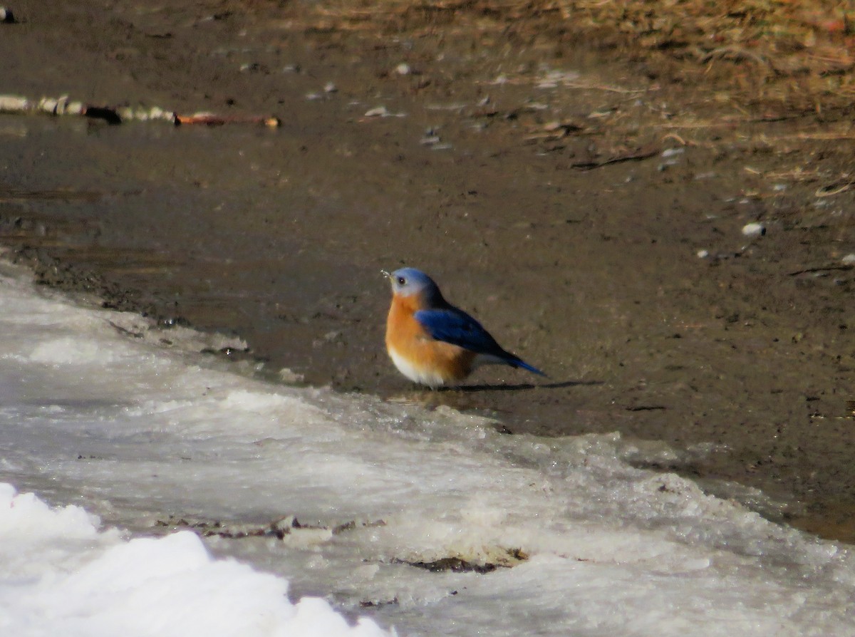 Eastern Bluebird - ML646526476
