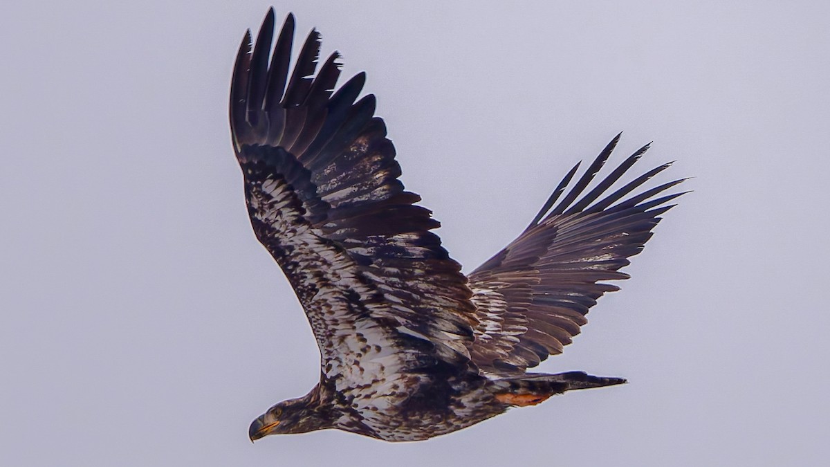 Itsas arrano buruzuria - ML646526478