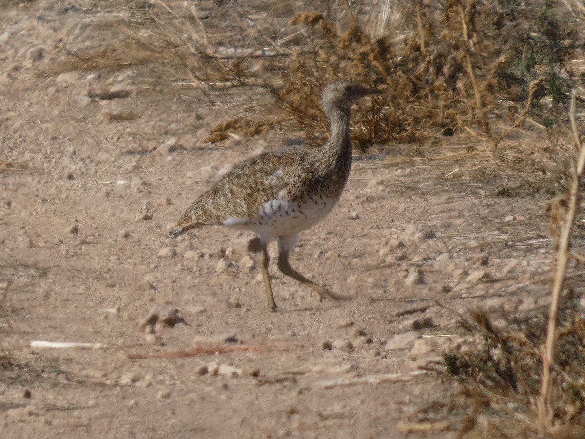 Little Bustard - ML646526479