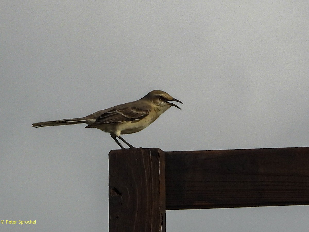 Tropikal Taklitçi - ML646526481