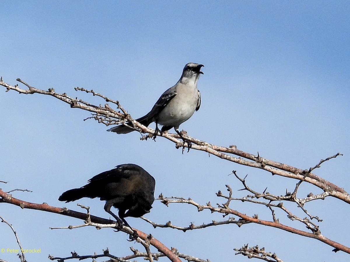 Tropikal Taklitçi - ML646526482
