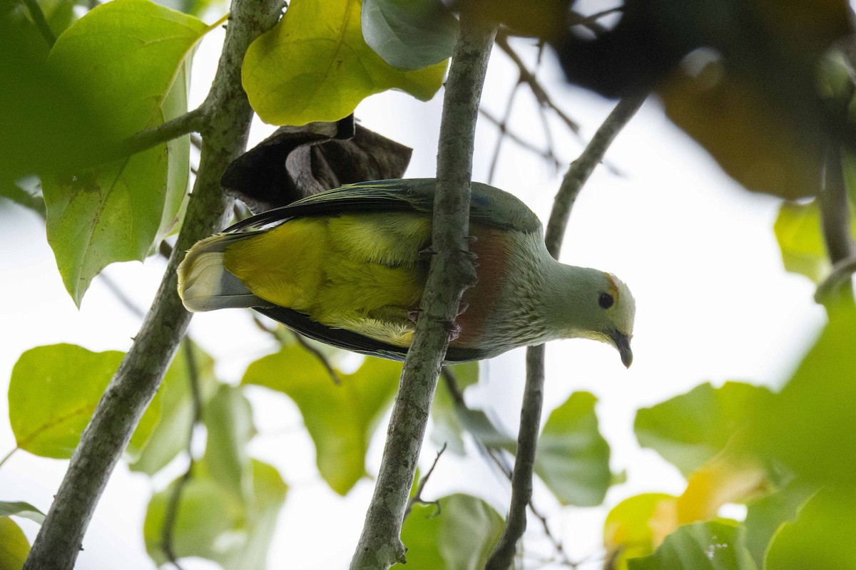Tilopo Coroniblanco - ML646526483