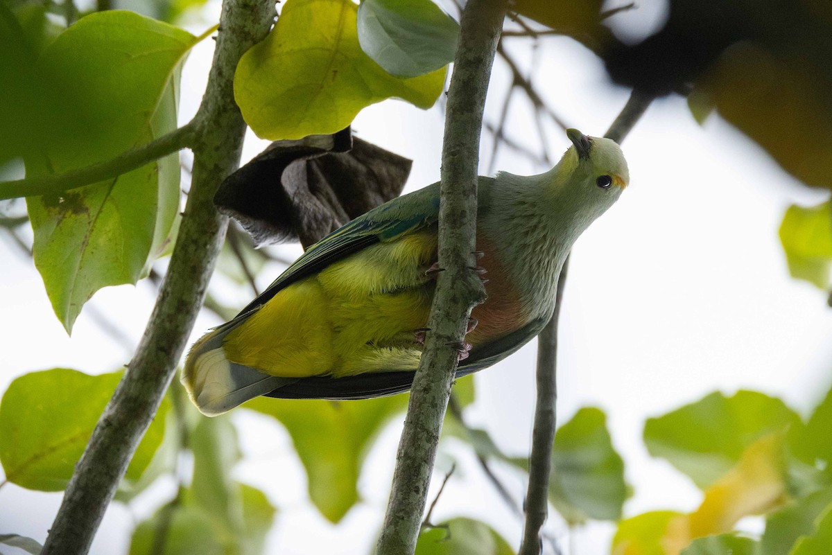 Tilopo Coroniblanco - ML646526484