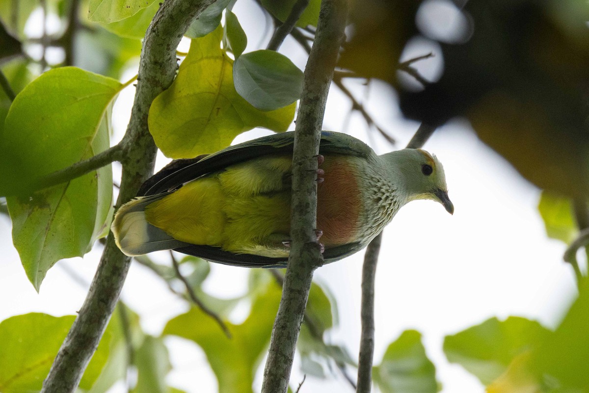 Tilopo Coroniblanco - ML646526485