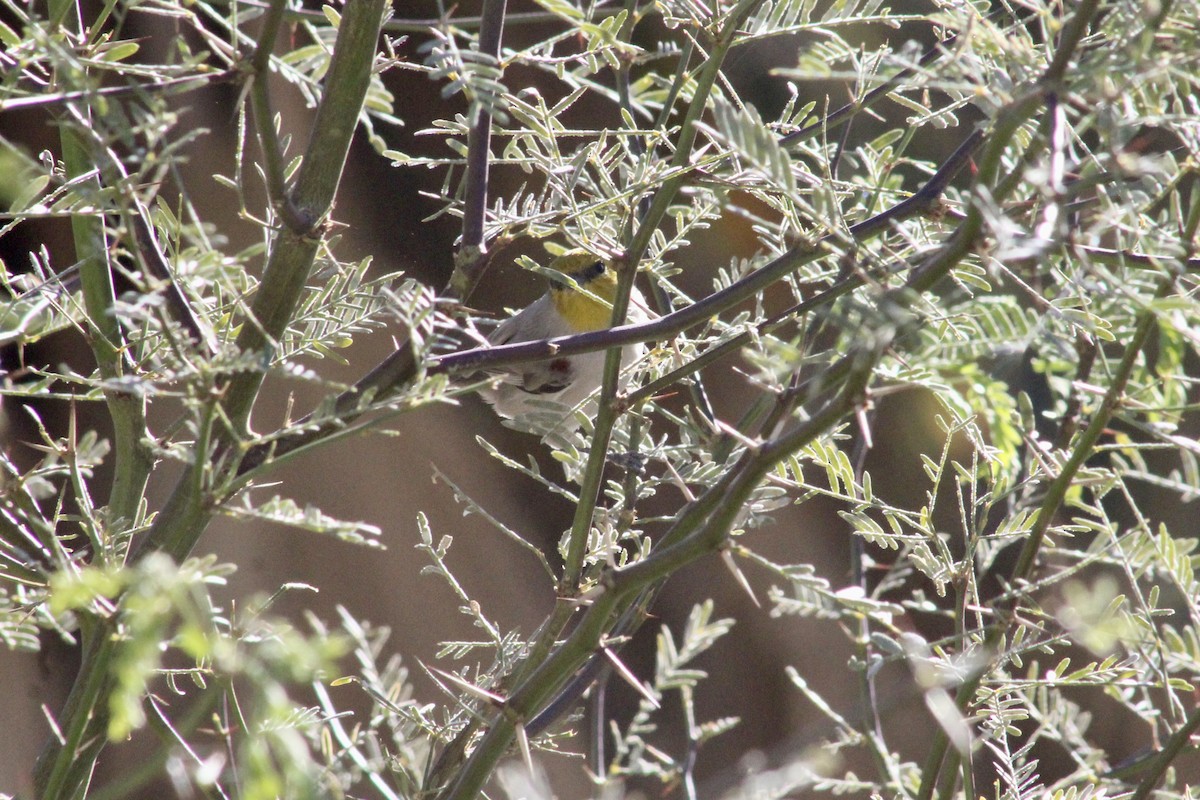 Verdin - ML646526487