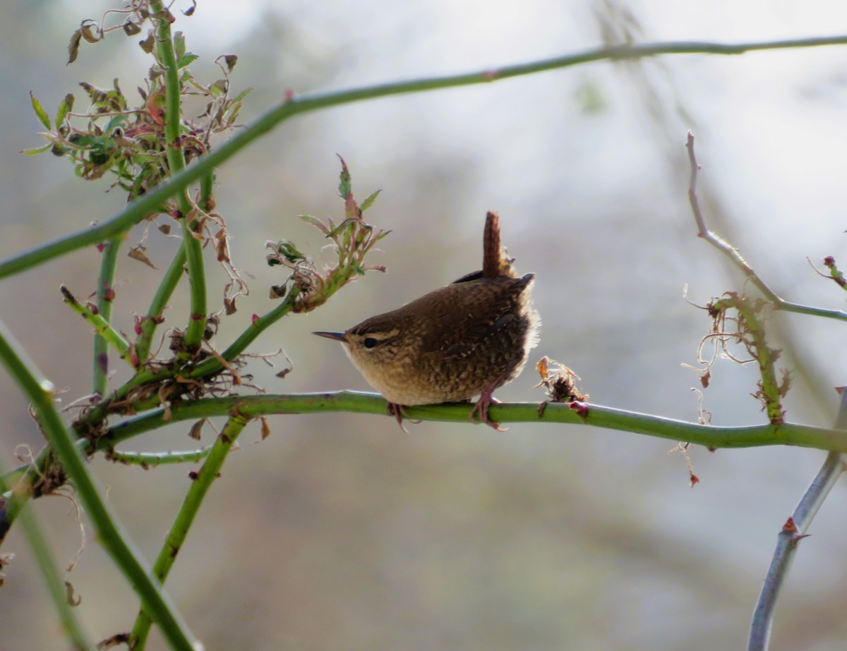 Winter Wren - ML646526488