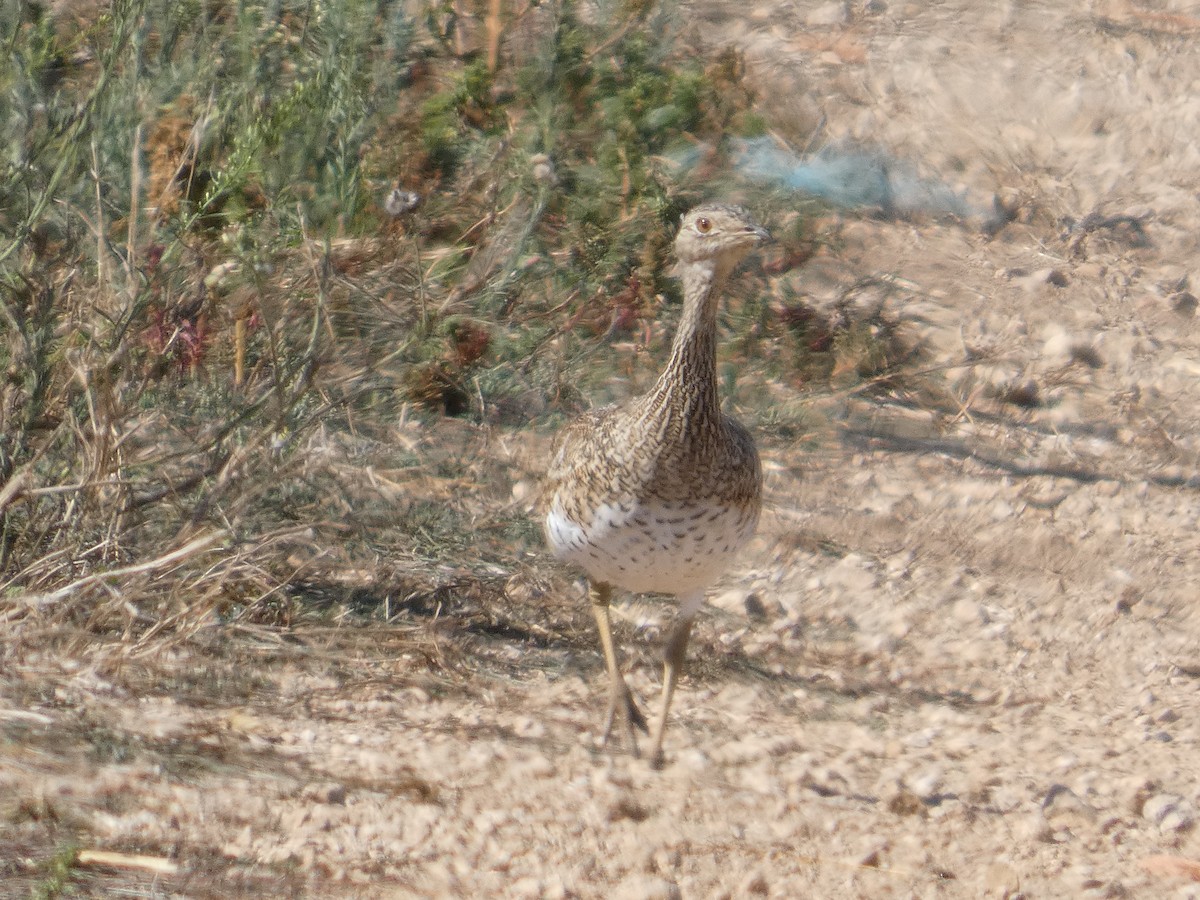 Little Bustard - ML646526489