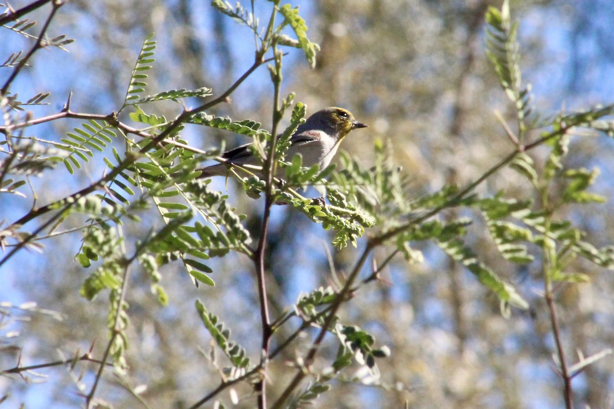 Verdin - ML646526491