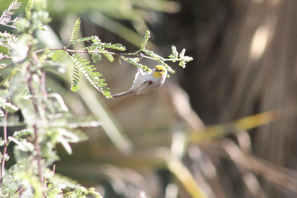 Verdin - ML646526493