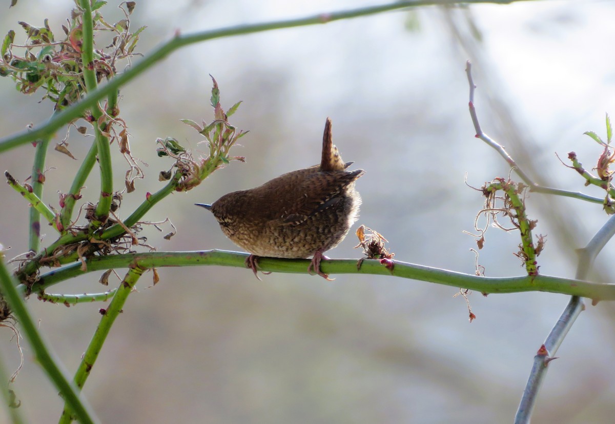 Winter Wren - ML646526494