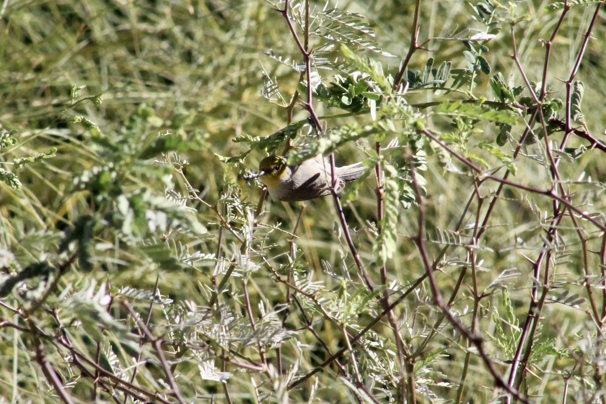 Verdin - ML646526495