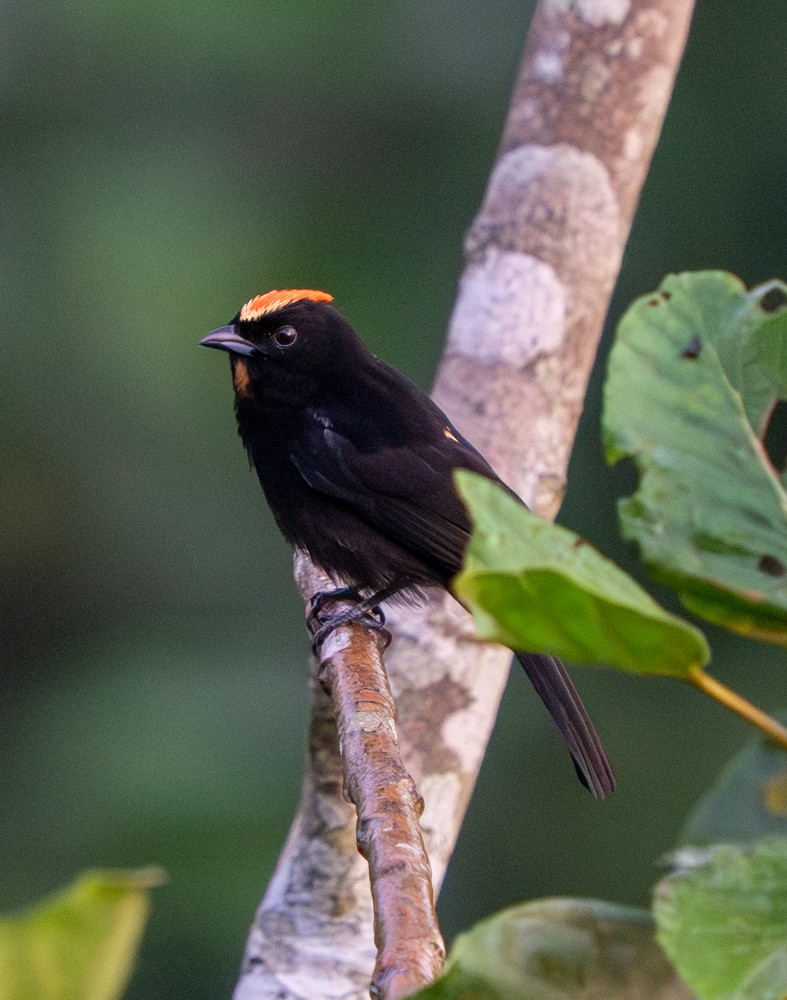 Tangara à huppe ignée - ML646526496