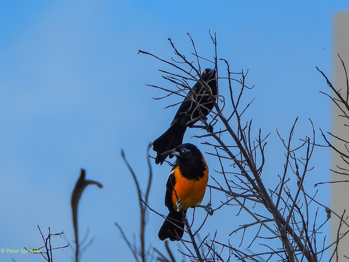 Venezüela Turpiyalı - ML646526497