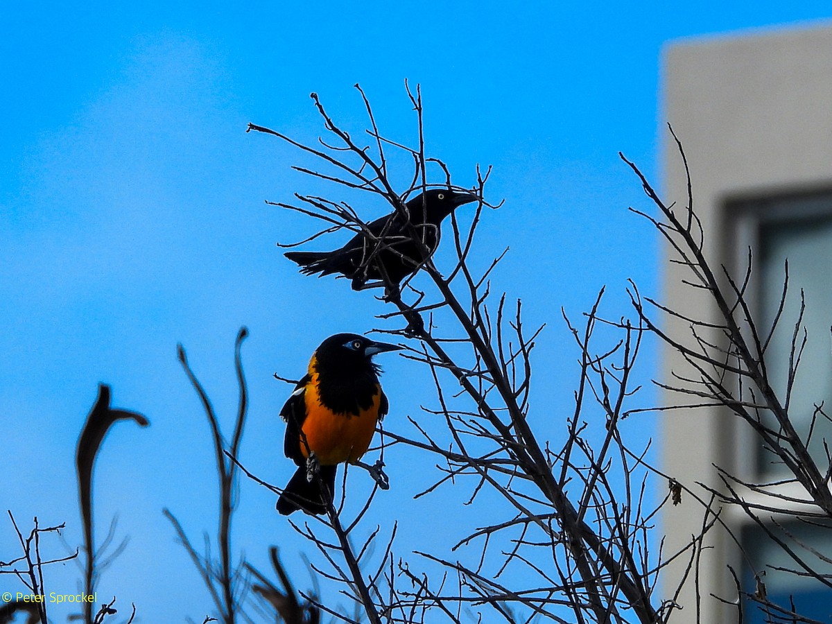 Venezüela Turpiyalı - ML646526498