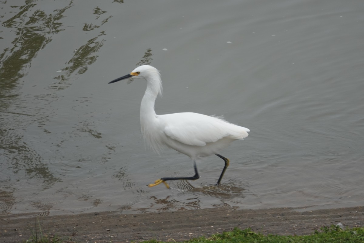 Snowy Egret - ML646526500