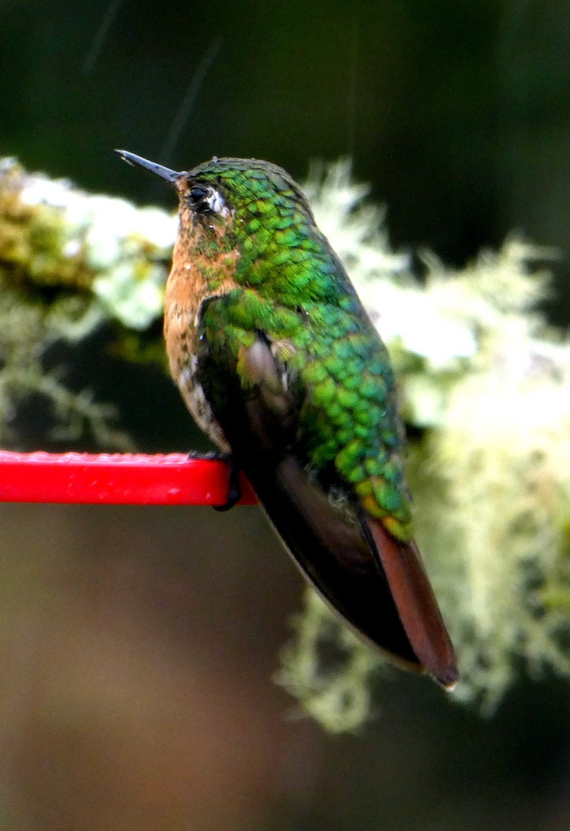 エメラルドテリオハチドリ - ML646526502