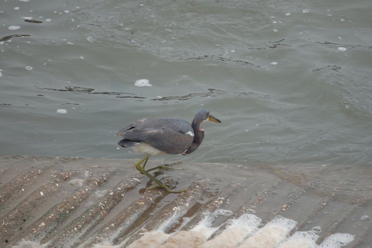 Tricolored Heron - ML646526506