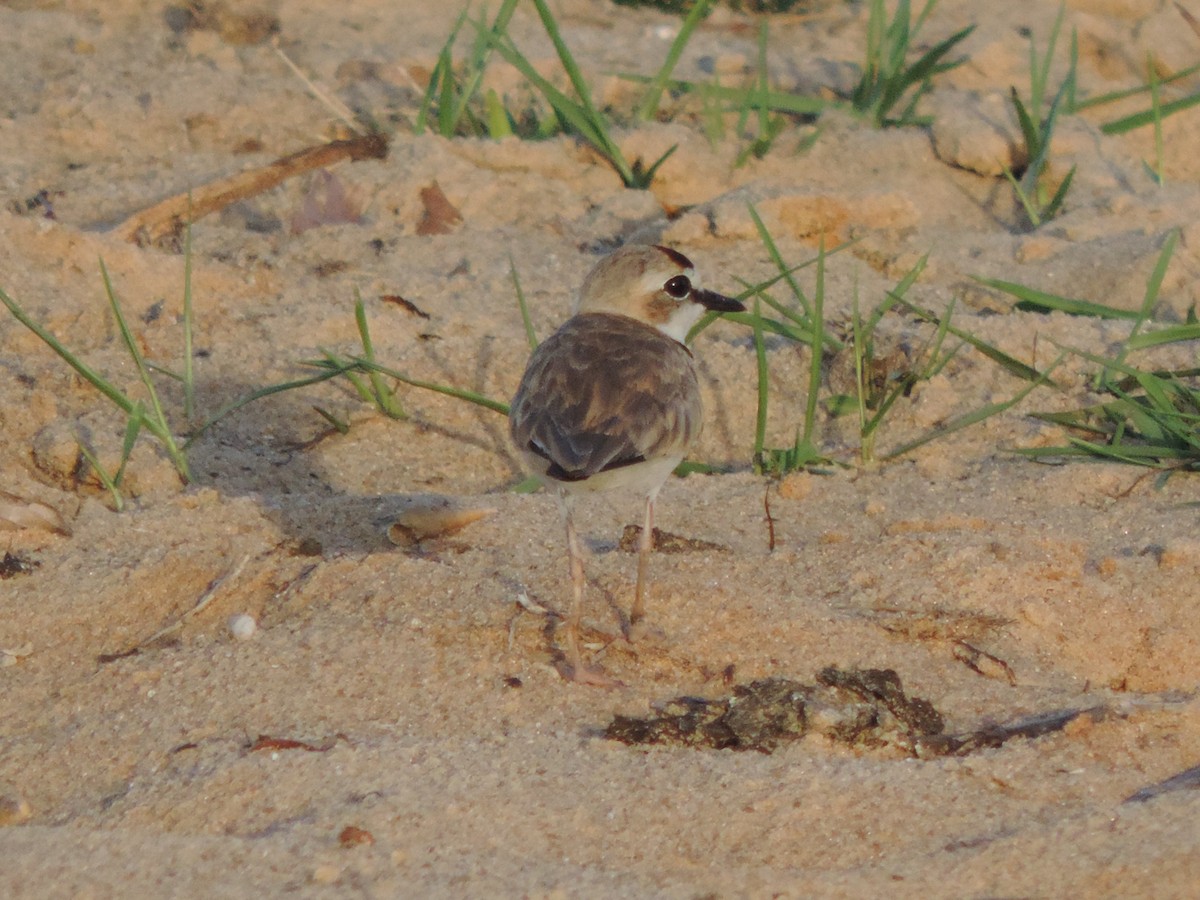 Collared Plover - ML646526507