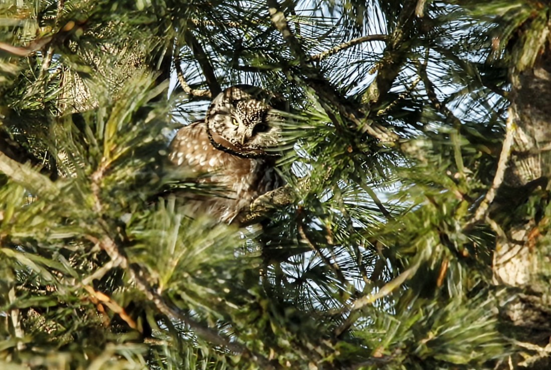 sýc rousný - ML646526509