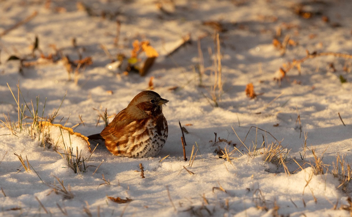 revespurv - ML646526510