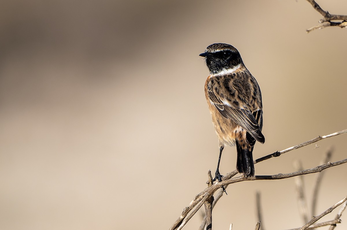 European Stonechat - ML646526513
