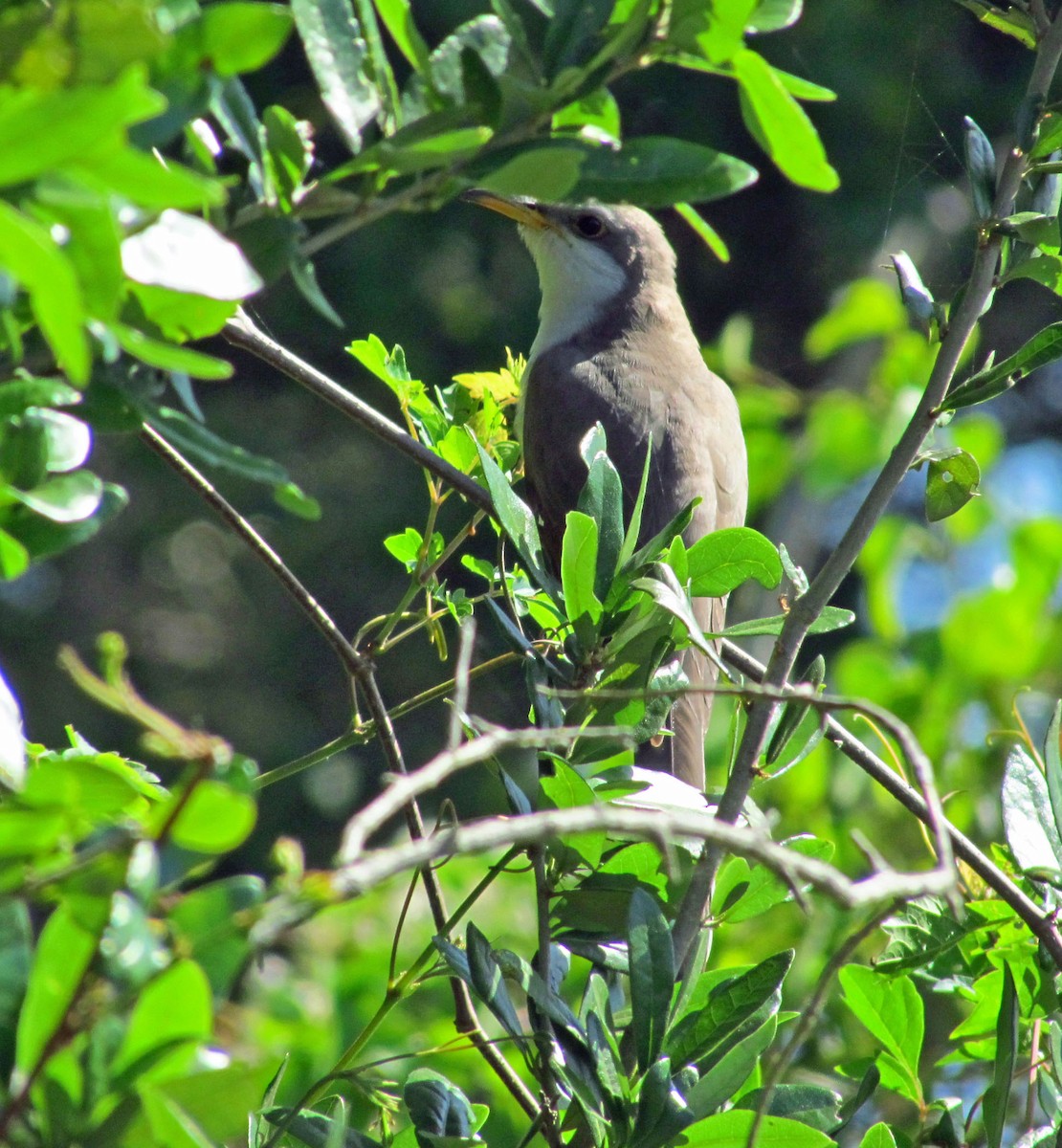 Yellow-billed Cuckoo - ML646526515