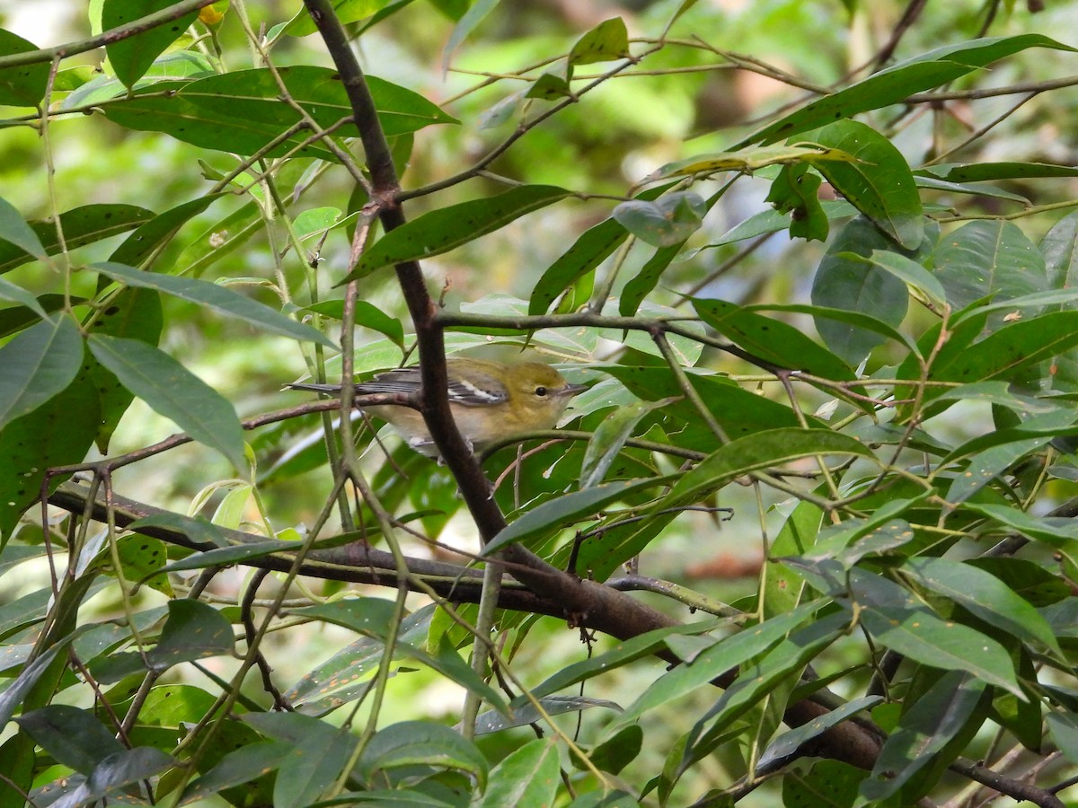 Reinita Castaña - ML646526517