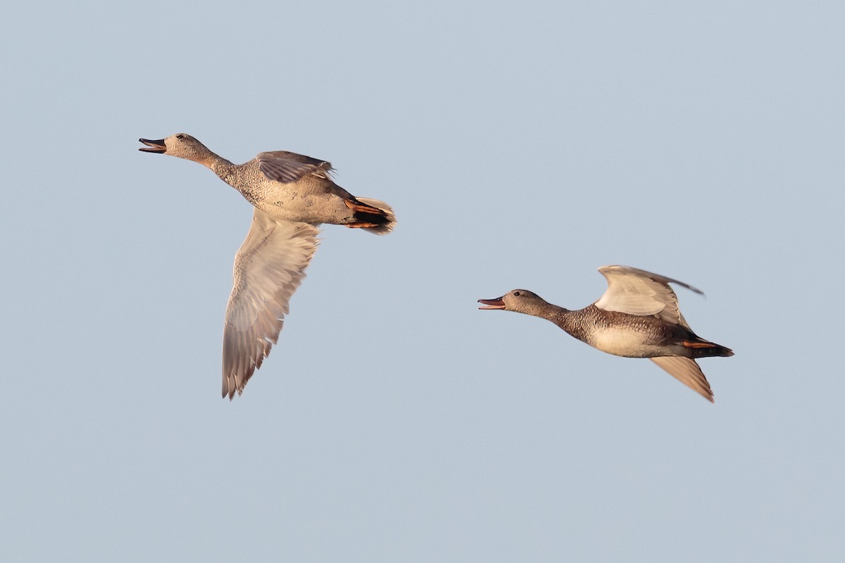 Бор нугас - ML646526519