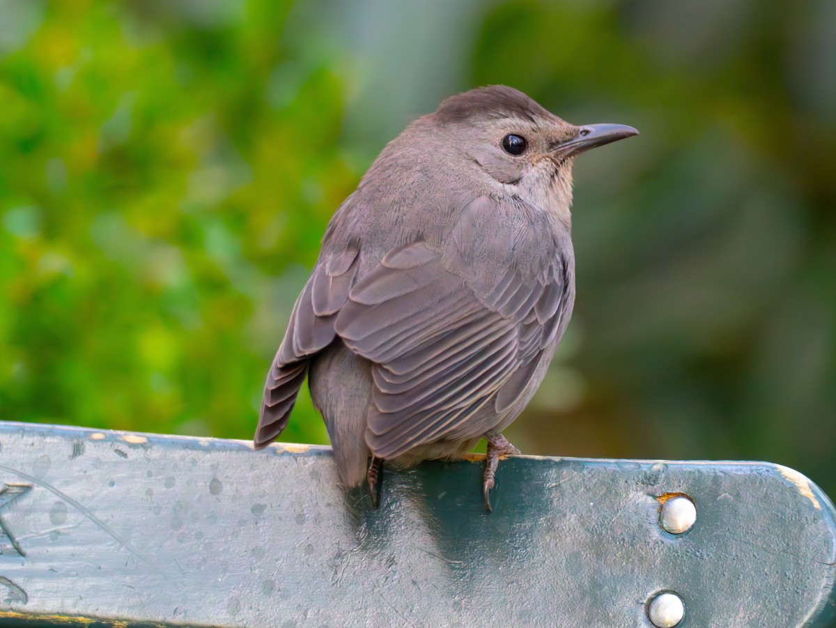 Gray Catbird - ML646526521