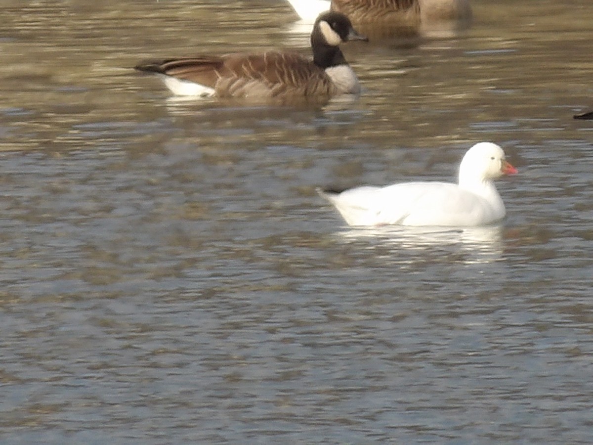 Ross's Goose - ML646526522