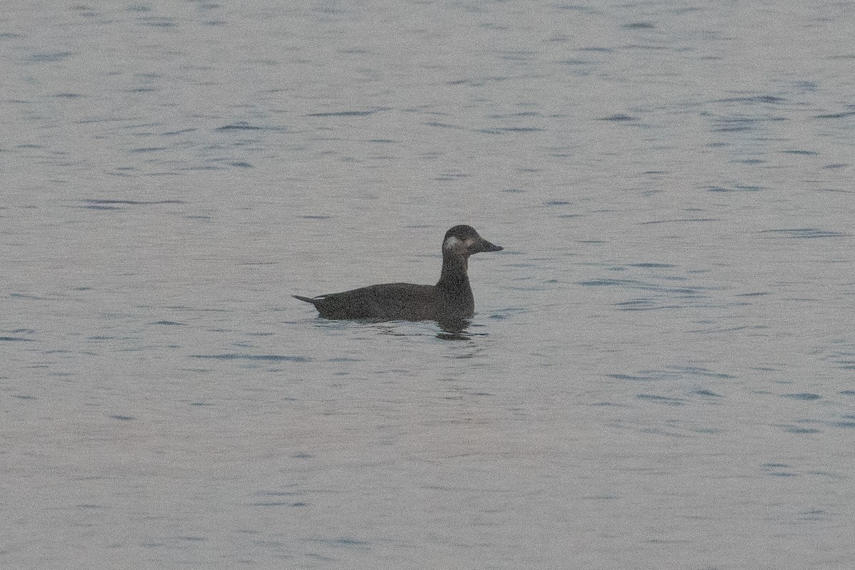 White-winged Scoter - ML646526524