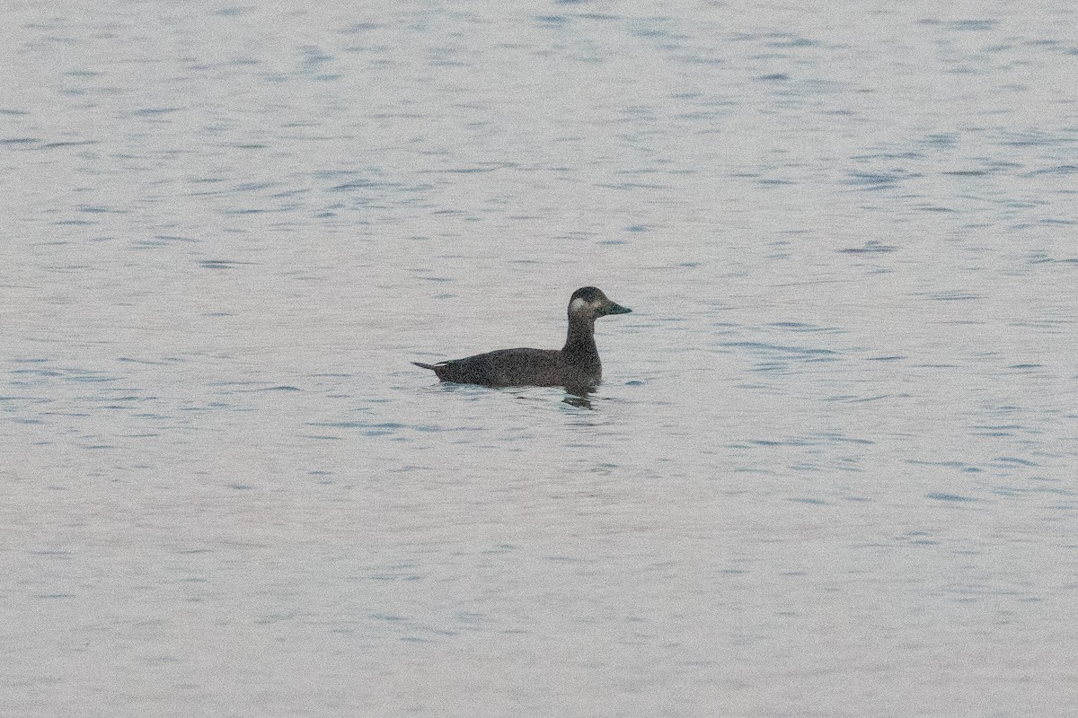 White-winged Scoter - ML646526525