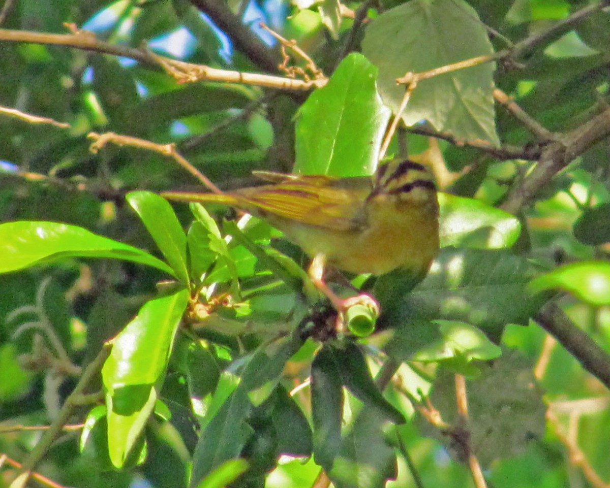 Worm-eating Warbler - ML646526527