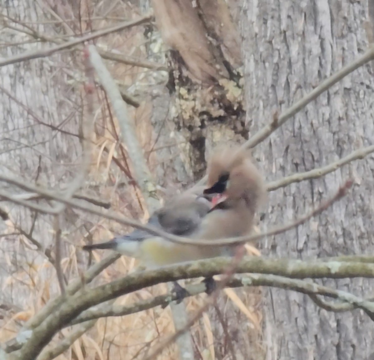 Jaseur d'Amérique - ML646526528